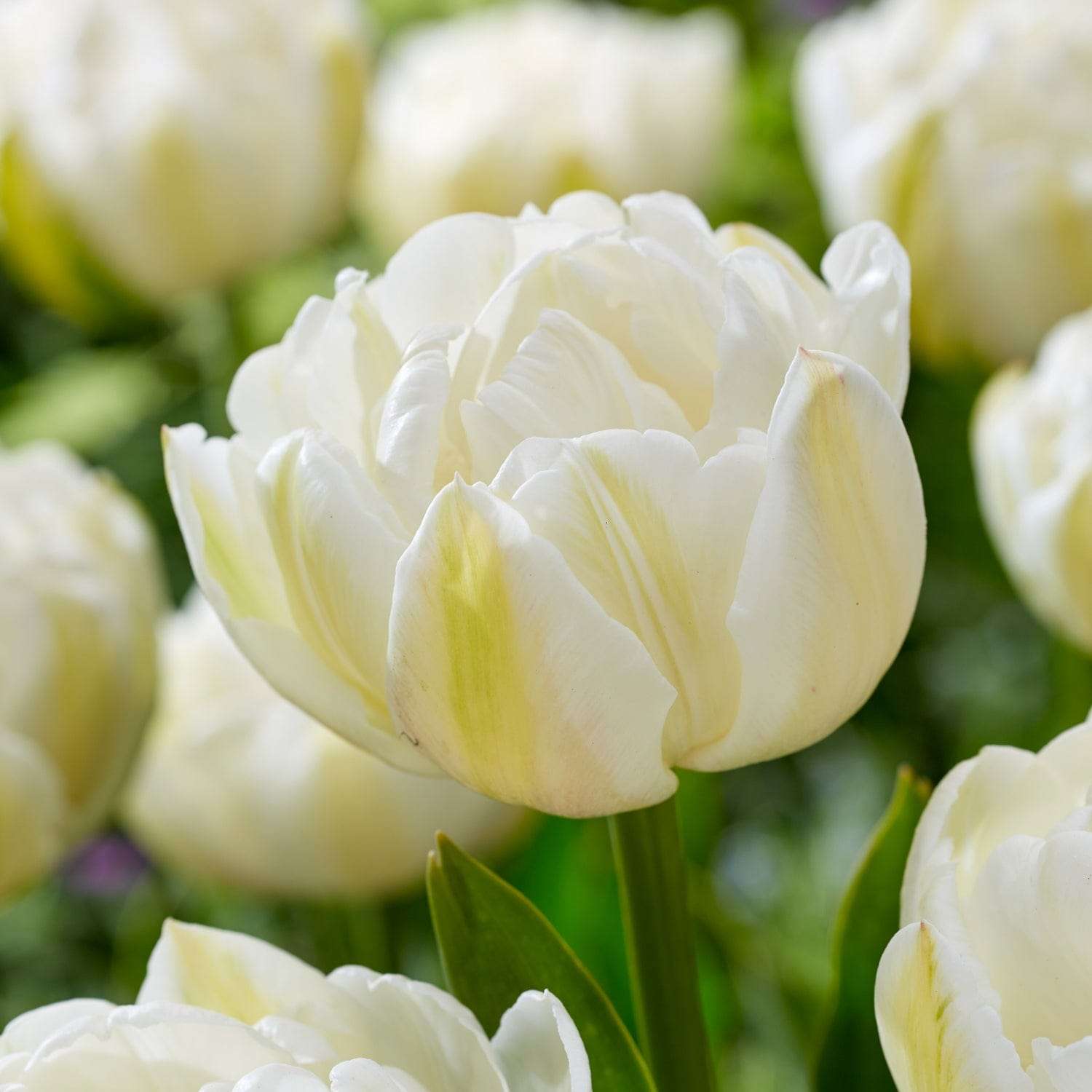 Tulpe 'Mount Tacoma'